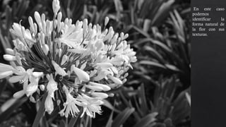 En este caso
podemos
identificar la
forma natural de
la flor con sus
texturas.
Tenemos un
contraste con el
fondo y esta
presente la regla
de los tercios.
 