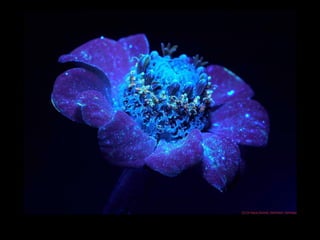 Fotografia ultravioleta