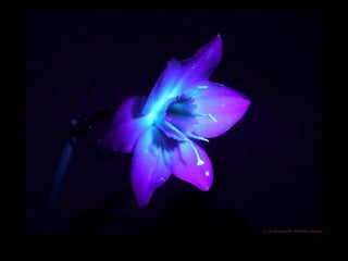 Fotografia ultravioleta