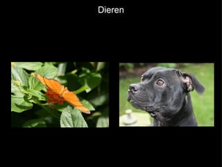 Dieren 