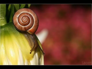 Fotografos alemães.pps