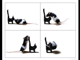 Fotografos alemães.pps