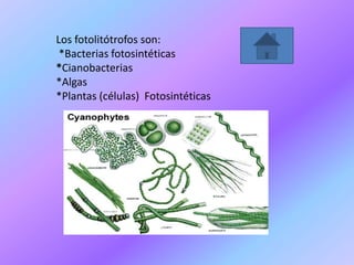 Los fotolitótrofos son:
*Bacterias fotosintéticas
*Cianobacterias
*Algas
*Plantas (células) Fotosintéticas
 