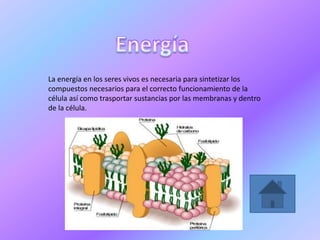 La energía en los seres vivos es necesaria para sintetizar los
compuestos necesarios para el correcto funcionamiento de la
célula así como trasportar sustancias por las membranas y dentro
de la célula.
 