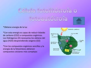 *Obtiene energía de la luz
*Con esta energía es capaz de reducir bióxido
de carbono (CO2) a compuestos orgánicos.
Los Hidrógenos (H) necesarios los obtiene del
agua (H2O) desprendiendo oxígeno (O2)
*Con los compuestos orgánicos sencillos y la
energía de la fotosíntesis obtienen
compuestos celulares más complejos
 