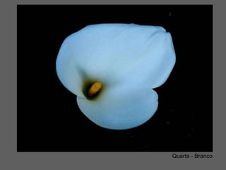 Quarta - Branco 