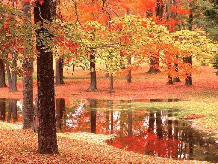 Foto Natura
