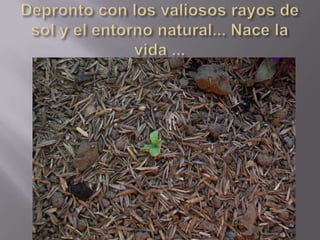 Depronto con los valiosos rayos de sol y el entorno natural... Nace la vida ...