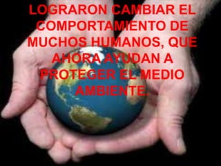 LOGRARON CAMBIAR EL
 COMPORTAMIENTO DE
MUCHOS HUMANOS, QUE
   AHORA AYUDAN A
 PROTEGER EL MEDIO
     AMBIENTE.
 