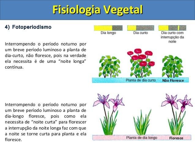 Fotoperiodismo