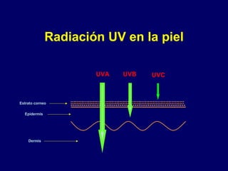 Radiación UV en la piel Estrato corneo Epidermis Dermis UVA UVB UVC 