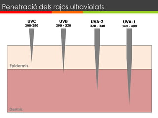 UVC
200-290
UVB
290 - 320
UVA-2
320 - 340
UVA-1
340 - 400
Epidermis
Dermis
Penetració dels rajos ultraviolats
 