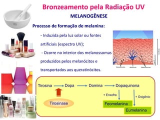Bronzeamento pela Radiação UV
MELANOGÊNESE
Processo de formação de melanina:
- Induzida pela luz solar ou fontes
artificiais (espectro UV);
- Ocorre no interior dos melanossomas,
produzidos pelos melanócitos e
transportados aos queratinócitos.
37
Tirosina Dopa Domina Dopaquinona
Feomelanina
+ Enxofre
+ Oxigênio
Eumelanina
Tirosinase
 