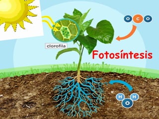Fotosíntesis
 