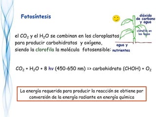 Fotosíntesis
el CO2 y el H2O se combinan en los cloroplastos
para producir carbohidratos y oxígeno,
siendo la clorofila la molécula fotosensible:
CO2 + H2O + 8 hv (450-650 nm) => carbohidrato (CHOH) + O2
La energía requerida para producir la reacción se obtiene por
conversión de la energía radiante en energía química
 