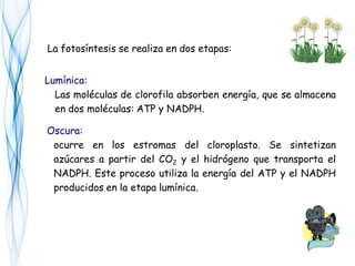 Lumínica:
Las moléculas de clorofila absorben energía, que se almacena
en dos moléculas: ATP y NADPH.
La fotosíntesis se realiza en dos etapas:
Oscura:
ocurre en los estromas del cloroplasto. Se sintetizan
azúcares a partir del CO2 y el hidrógeno que transporta el
NADPH. Este proceso utiliza la energía del ATP y el NADPH
producidos en la etapa lumínica.
 