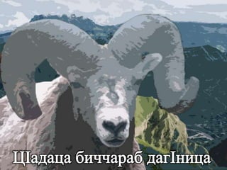 МагIарулазул маргьу