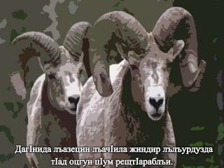 МагIарулазул маргьу