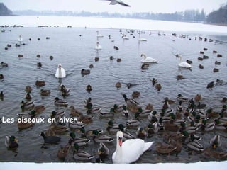 Les oiseaux en hiver… Les oiseaux en hiver… 