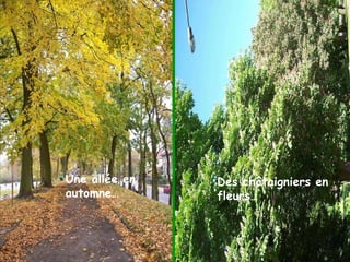 Une allée en  automne…… Des châtaingniers en fleurs… Une allée en automne… Des châtaigniers en fleurs… 