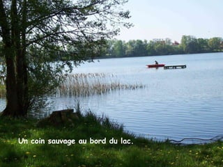 Un coin sauvage au bord du lac. Un coin sauvage au bord du lac. 