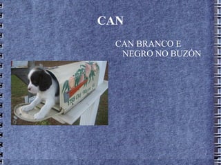 CAN CAN BRANCO E NEGRO NO BUZÓN