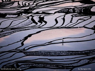 Sembradío de arroz. China.   by: Byongsun Ahn
 