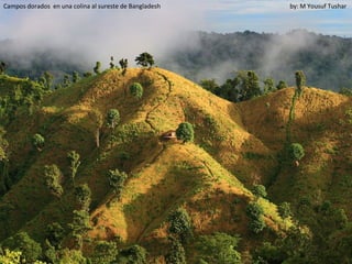 Campos dorados en una colina al sureste de Bangladesh   by: M Yousuf Tushar
 