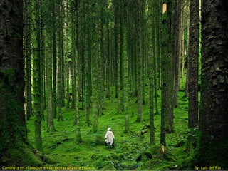 Caminata en el bosque en las tierras altas de Escocia.   By: Luis del Río
 