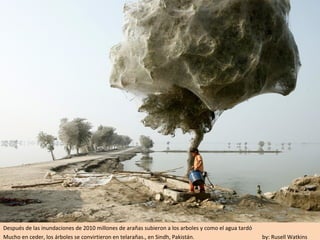 Después de las inundaciones de 2010 millones de arañas subieron a los arboles y como el agua tardó
Mucho en ceder, los árboles se convirtieron en telarañas., en Sindh, Pakistán.                       by: Rusell Watkins
 