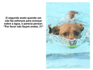 O segundo exato quando um cão faz esforços para avançar sobre a água, e parecia pensar: ”Por favor não façam ondas..!!!“ 