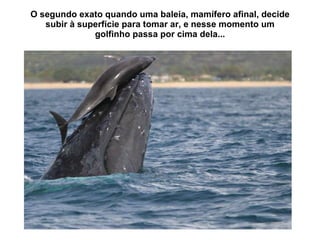O segundo exato quando uma baleia, mam ífero afinal, decide subir à superfície para tomar ar, e nesse momento um golfinho passa por cima dela... 