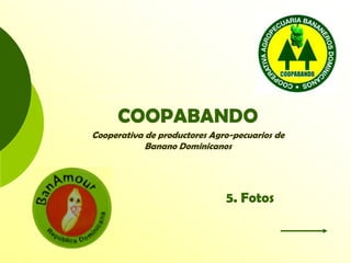 COOPABANDO
Cooperativa de productores Agro-pecuarios de
Banano Dominicanos
5. Fotos
 