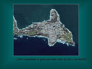 ¿Será casualidad el gran parecido entre la foto y un delfín? 