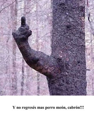 Y no regresés mas perro meón, cabrón!!!