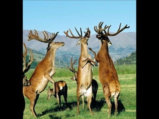  FOTOS DIFERENTES (Con música)