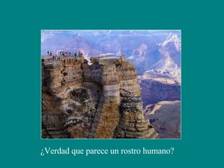 ¿Verdad que parece un rostro humano? 