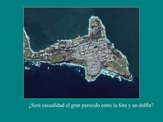 ¿Será casualidad el gran parecido entre la foto y un delfín? 