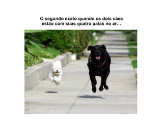 O segundo exato quando os dois cães estão com suas quatro patas no ar… 