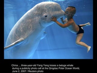 China ... three-year-old Yang Yang kisses a beluga whale during a publicity photo call at the Qingdao Polar Ocean World, June 2, 2007 / Reuters photo  