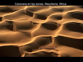 Caravana en las dunas, Mauritania, África.
 