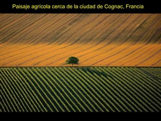 Paisaje agrícola cerca de la ciudad de Cognac, Francia
 