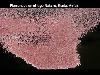 Flamencos en el lago Nakuru, Kenia, África
 