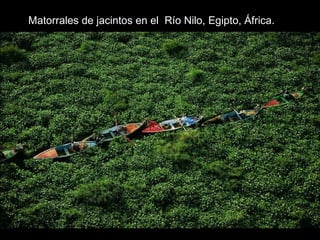 Matorrales de jacintos en el Río Nilo, Egipto, África.
 
