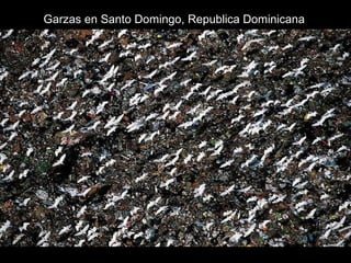 Garzas en Santo Domingo, Republica Dominicana 
 
