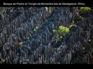 Bosque de Piedra en Tzinghi-de-Bemaraha Isla de Madagascar, África.
 