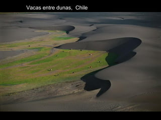 Vacas entre dunas, Chile
 