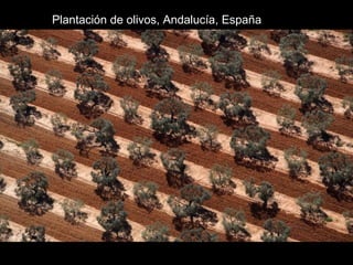 Plantación de olivos, Andalucía, España
 