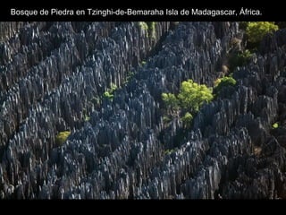 Bosque de Piedra en Tzinghi-de-Bemaraha Isla de Madagascar, África.
 
