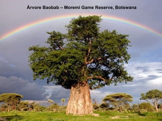 Árvore Baobab – Moremi Game Reserve, Botswana  